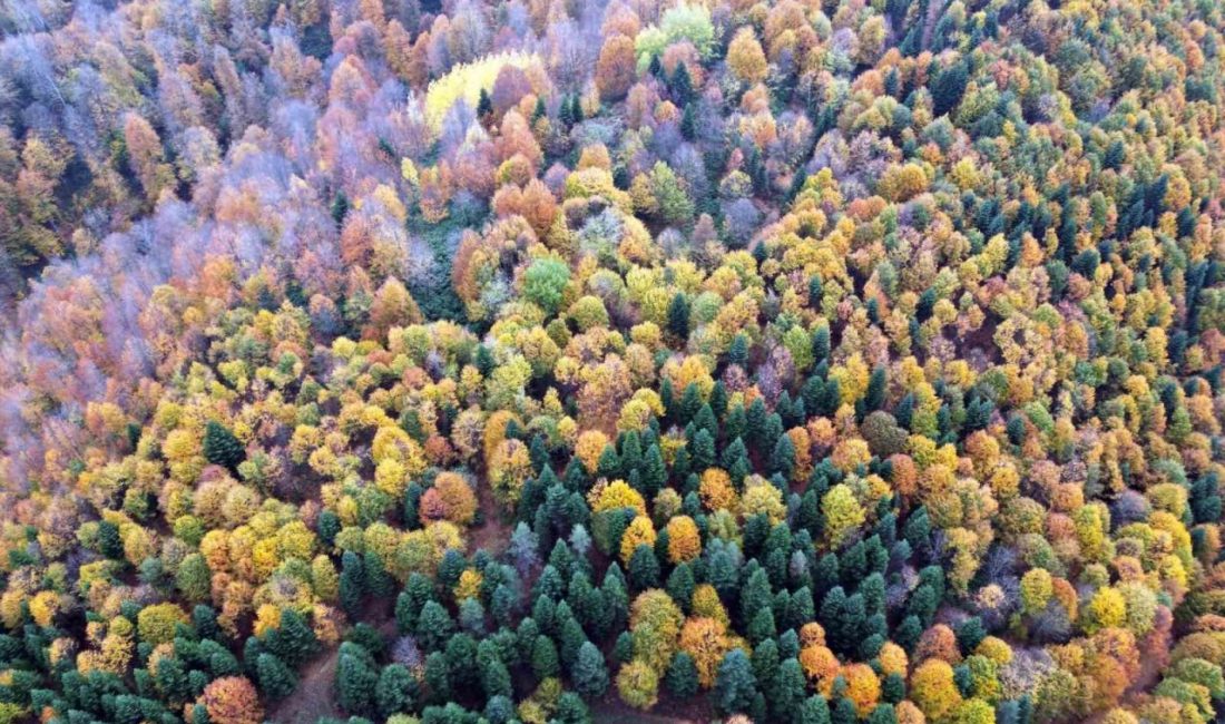 Sakarya’nın Akyazı ilçesinde sonbaharın gelişiyle birlikte ormanlık alanlar sarı, turuncu