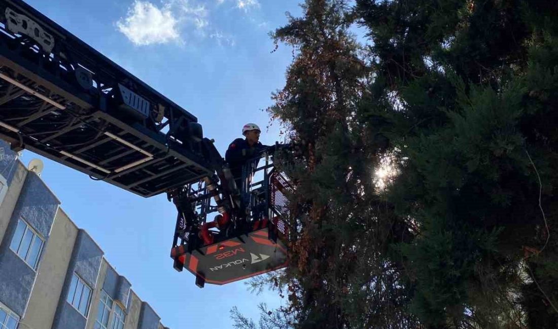Şanlıurfa’da ağaçta mahsur kalan yavru kedi, duyarlı öğretmenin ihbarıyla itfaiye
