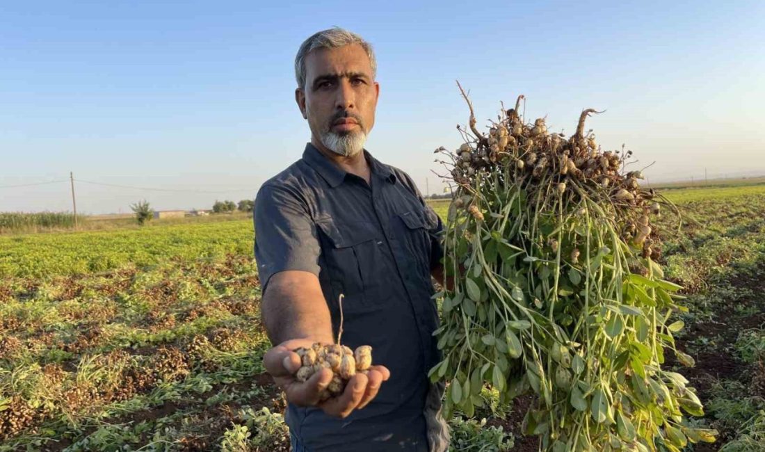 Şanlıurfa’da artan üretim maliyetleri ve pamukta yaşanan düşük satış fiyatları,