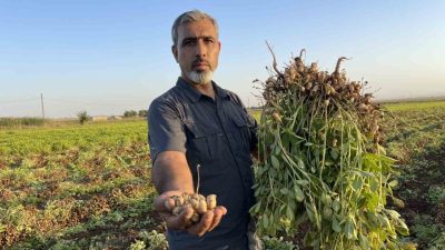 Şanlıurfa’da artan üretim maliyetleri ve pamukta yaşanan düşük satış fiyatları,