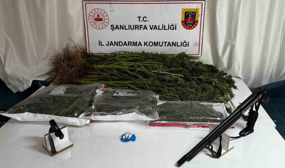 Şanlıurfa’nın Siverek ilçesinde düzenlenen uyuşturucu operasyonunda 1 şüpheli gözaltına alındı.