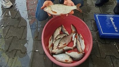 Sakarya’nın Sapanca ilçesinde düzenlenen kızılkanat balığı tutma yarışması, amatör balıkçıların