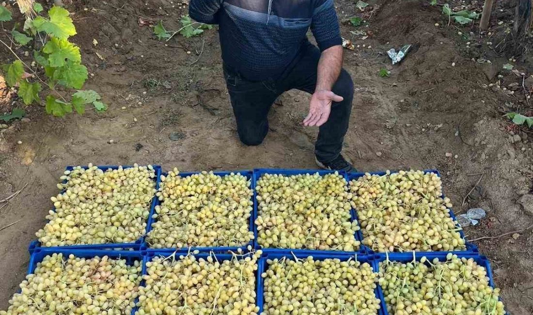 Manisa’nın Sarıgöl ilçesinde örtü altında bekletilen yaz meyvesi dünyaca ünlü