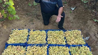 Manisa’nın Sarıgöl ilçesinde örtü altında bekletilen yaz meyvesi dünyaca ünlü