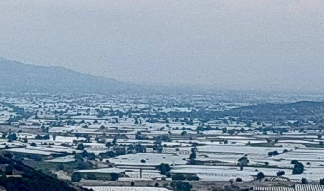 Manisa’nın Sarıgöl ilçesinden dünya sofralarına Sultani çekirdeksiz üzümü yetiştiren çiftçiler