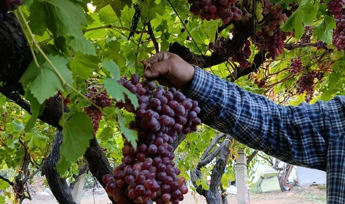 Manisa’nın Sarıgöl ilçesinde üzüm üreticisi Güngör Cerit, beş dekarlık Crimson