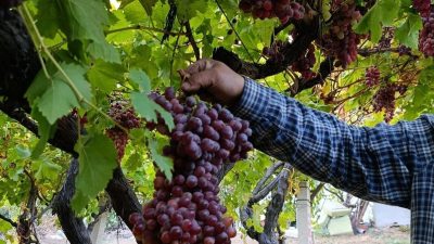 Manisa’nın Sarıgöl ilçesinde üzüm üreticisi Güngör Cerit, beş dekarlık Crimson