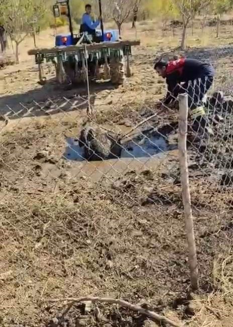 Diyarbakır’ın Ergani ilçesinde septik kuyusuna düşen yaban domuzu, traktör yardımıyla