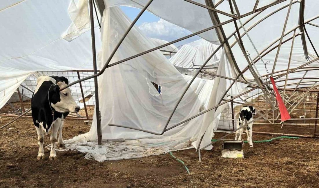 Antalya Büyükşehir Belediyesi Tarımsal Hizmetler Dairesi Başkanlığı ekipleri, 23 Ekim