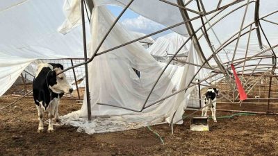 Antalya Büyükşehir Belediyesi Tarımsal Hizmetler Dairesi Başkanlığı ekipleri, 23 Ekim