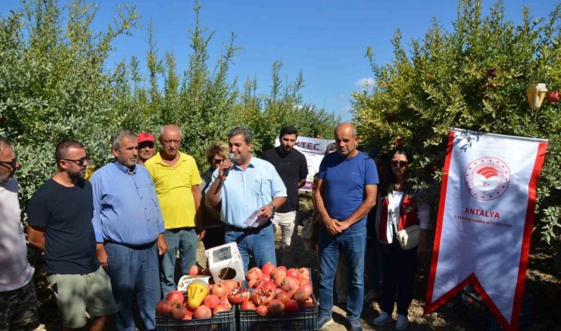 Antalya’nın Serik ilçesinde nar hasadına başlandı. Antalya’da nar üretiminin yoğun