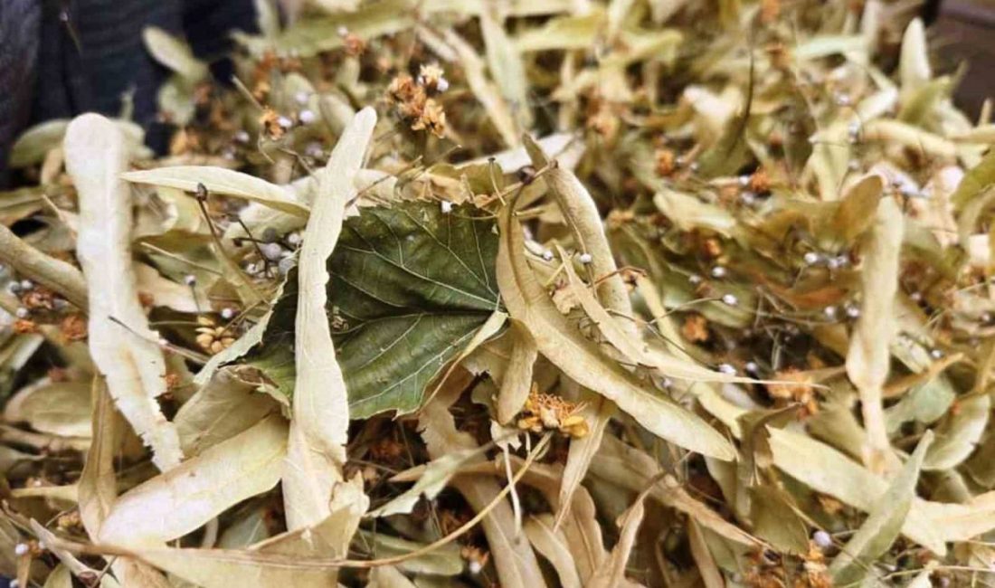 Mevsim geçişleriyle birlikte soğuk algınlıklarının artması, şifa deposu ıhlamura olan