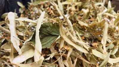 Mevsim geçişleriyle birlikte soğuk algınlıklarının artması, şifa deposu ıhlamura olan