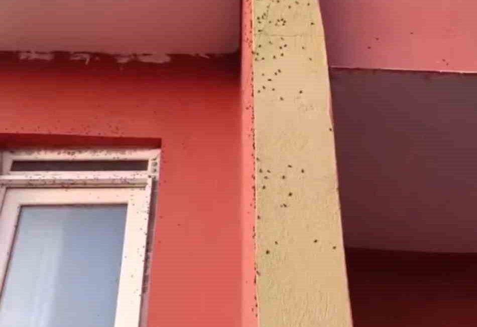 Siirt’in Kurtalan ilçesinde bazı evlerin duvarları sineklerle kaplandı. Edinilen bilgilere