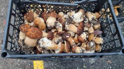 Sinop’ta ’fesleğen’, diğer adıyla ’bolet mantarı’ sezonu açıldı. Sinop’un Balıfakı