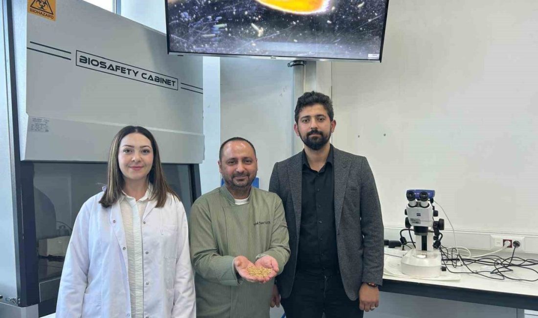 Sivas’ta yerli zeron buğdayından organik bulgur üretildi Sivas Bilim ve Teknoloji Üniversitesi Tarımsal Araştırma ve Geliştirme (Ar-Ge)