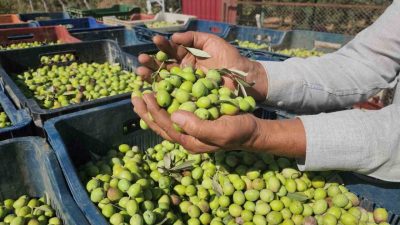 Hatay’da sofralık zeytinin hasadına başlandı. Çiftçinin umudunun yüksek olduğu ürün
