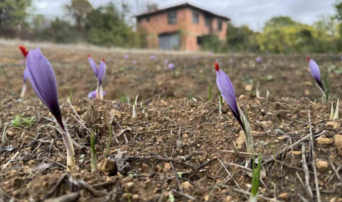 UNESCO Dünya Mirası Listesi’nde yer alan ve Karabük’ün Safranbolu ilçesiyle