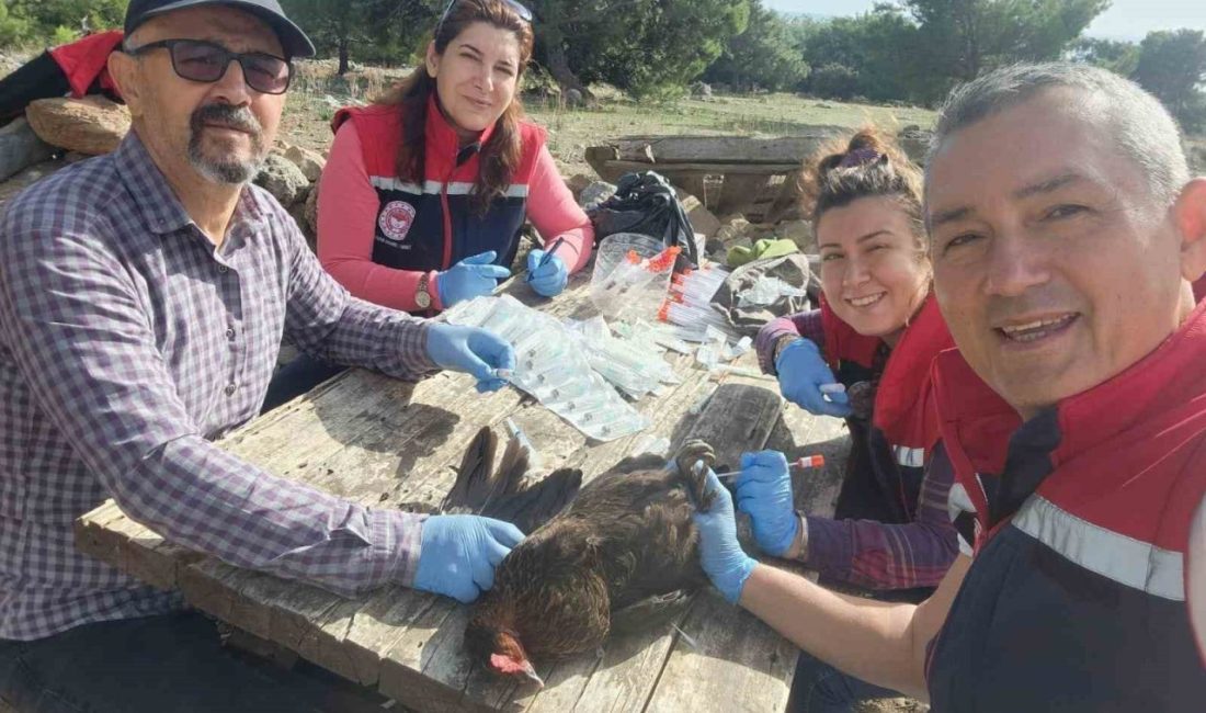 Aydın’ın Söke ilçesinde kuş gribi saha taraması kapsamında Doğanbey Mahallesi’nde