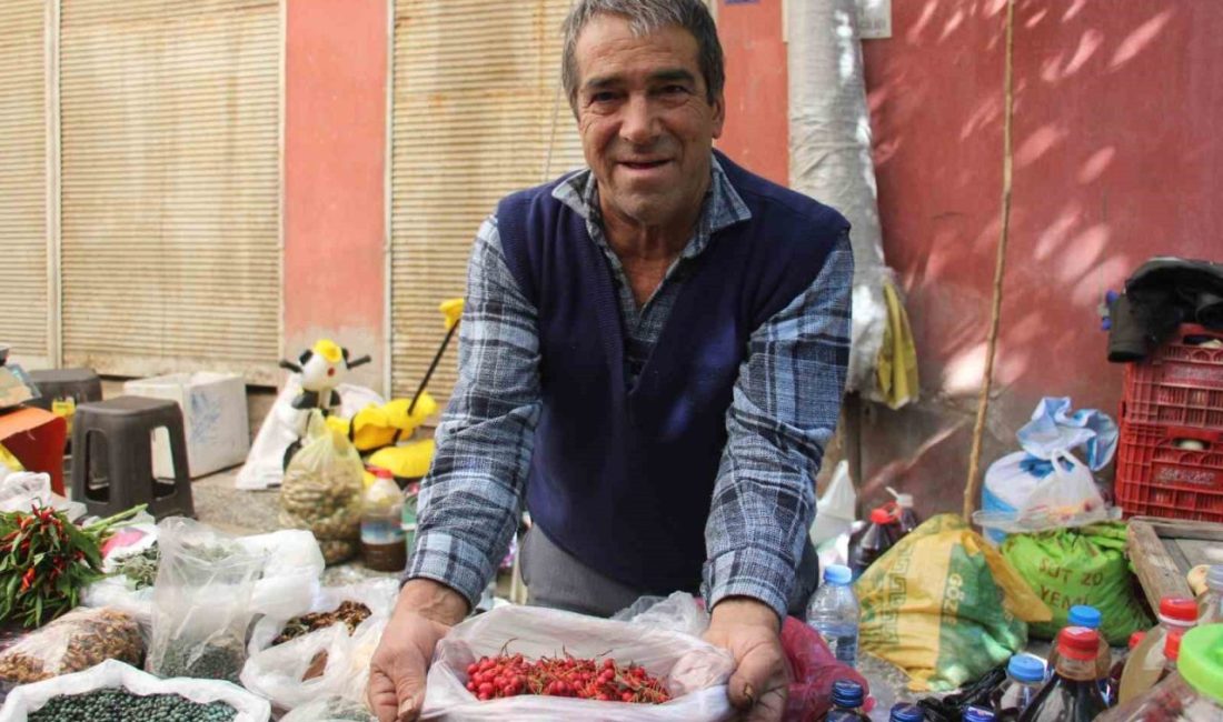 Sadece Eylül ve Ekim aylarında taze olarak tüketilebilen ve dört