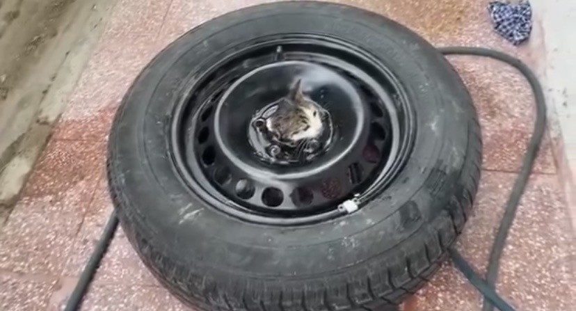 Çankırı’da bir otomobilin stepnesine sıkışan kedi, itfaiye ekipleri tarafından kurtarıldı.