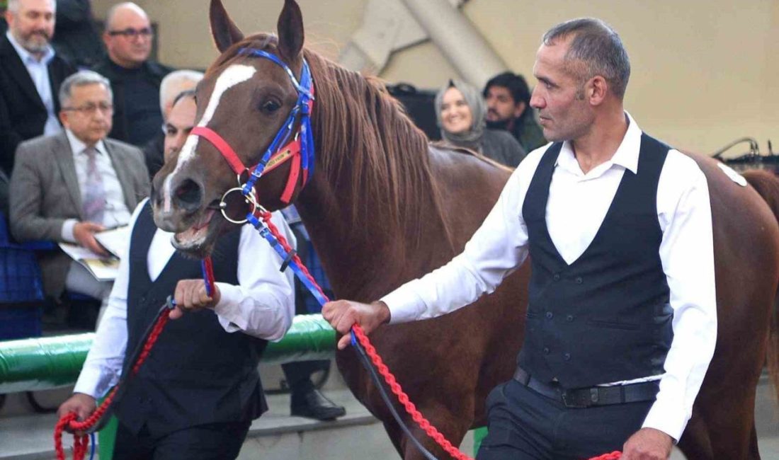 Malatya’nın Akçadağ ilçesinde bulunan Sultansuyu Tarım İşletmesi’nde yetiştirilen geleceğin şampiyon
