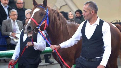 Malatya’nın Akçadağ ilçesinde bulunan Sultansuyu Tarım İşletmesi’nde yetiştirilen geleceğin şampiyon