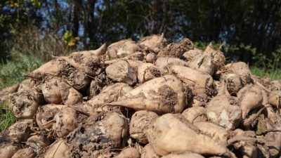 Tarım ve Orman Bakanlığı Şeker Dairesi Başkanı Mümtaz Sinan, pancarda kuraklığa