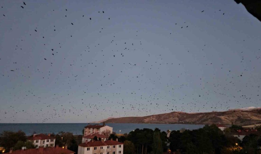 Bitlis’in Tatvan ilçesi semalarında uçan binlerce karga ilginç manzara sundu.