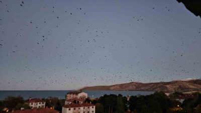 Bitlis’in Tatvan ilçesi semalarında uçan binlerce karga ilginç manzara sundu.