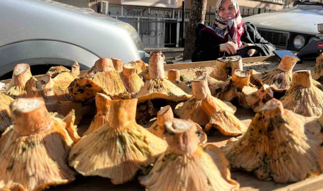 Kütahya’nın Tavşanlı ilçesindeki semt pazarında, yörenin gözde mantarları tezgahlardaki yerini