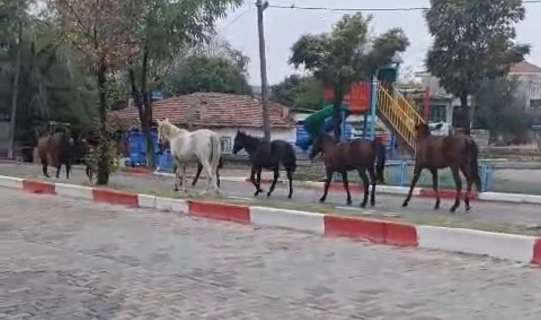 Tekirdağ’da başıboş atlar trafiği tehlikeye soktu Tekirdağ’ın Hayrabolu ilçesinde, Uzunköprü Caddesi üzerinde başıboş dolaşan atlar, trafikte