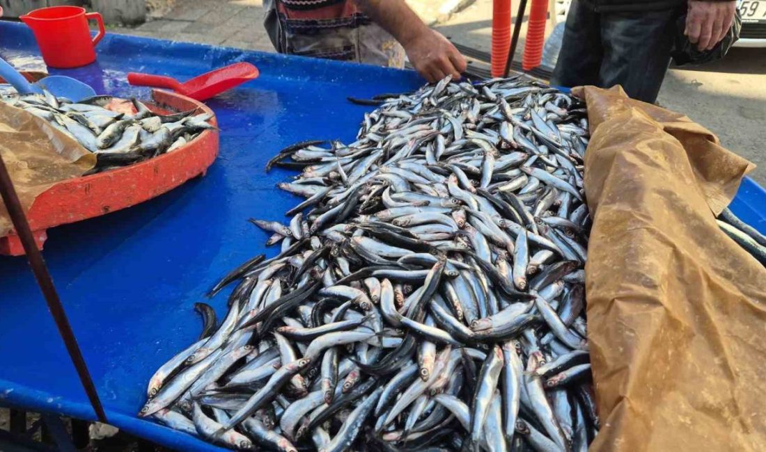 Tekirdağ’da hamsi ve sardalya 150 liradan alıcı buluyor Tekirdağ Süleymanpaşa’da hamsi ve sardalya tezgahta kilogramı 150 liradan satışa