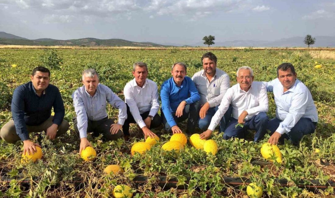 Denizli’nin Acıpayam ilçesinde yetişen ve uygun fiyatıyla tüketicisini memnun eden