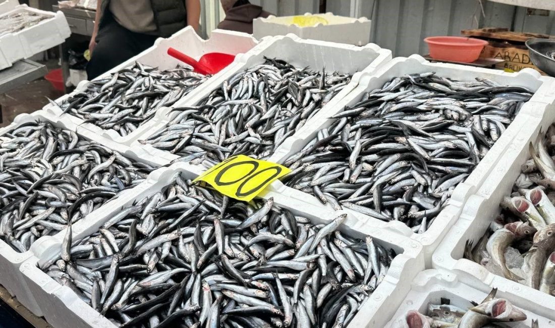 Tezgahta 100 liraya düşen hamsi yoğun ilgi gördü Zonguldak’ta yerli hamsi tezgahlarda 100 liradan alıcı buldu. Zonguldak’ta Karadeniz’den