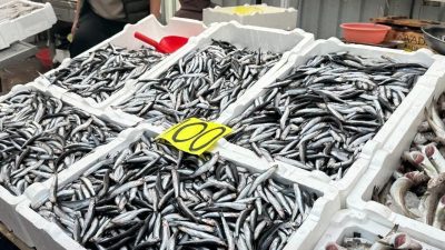 Zonguldak’ta yerli hamsi tezgahlarda 100 liradan alıcı buldu. Zonguldak’ta Karadeniz’den