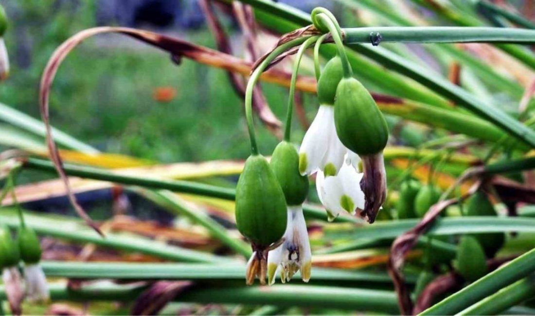 Samsun’da çiftçiler, tıbbi ve aromatik bitki üretiminden 1 milyon 227