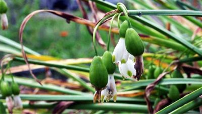 Samsun’da çiftçiler, tıbbi ve aromatik bitki üretiminden 1 milyon 227
