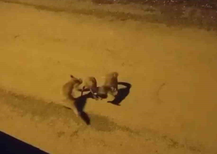 Tilkilerin sokaktaki oyunları kameralara yansıdı Karabük’ün Safranbolu ilçesinde 3 tilkinin sokakta oyun oynamaları cep telefonu