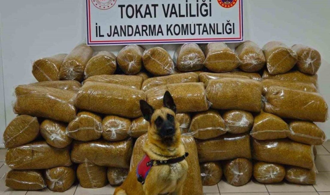 Tokat İl Jandarma Komutanlığı ekipleri, kaçak tütün ticaretine yönelik yürüttüğü
