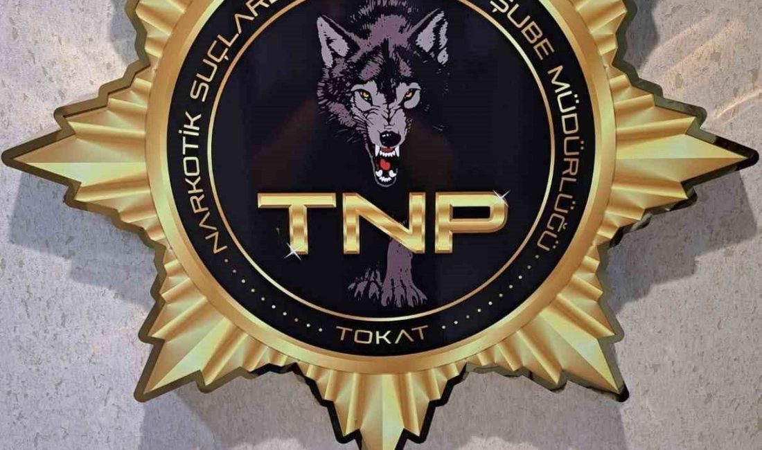 Tokat’ta narkotik ekiplerinin düzenlediği operasyonda 500 içimlik bonzai ele geçirilirken,