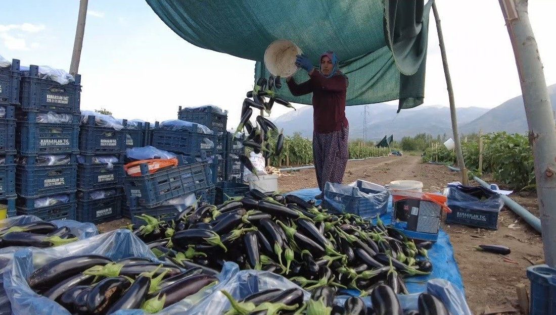 Erzincan’da hayata geçirilen Toplu Sera Bölgesi Projesiyle 700 kişiye istihdam