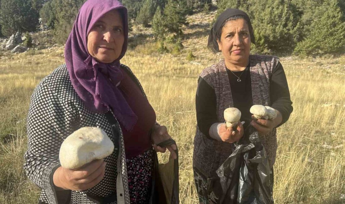 Toros’larda yağmurla birlikte mantar sezonu açıldı Antalya’nın Akseki ilçesinde etkili olan yağışların ardından ormanlık alanlarda ve