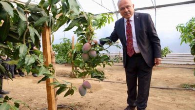 Ordu Büyükşehir Belediyesi’nin kurduğu seralar, üretime katkı sağlamanın yanı sıra