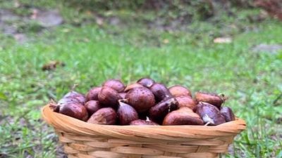 Sinop’un Türkeli ilçesinde, sonbaharın gelmesiyle birlikte kestane sezonu da açıldı.