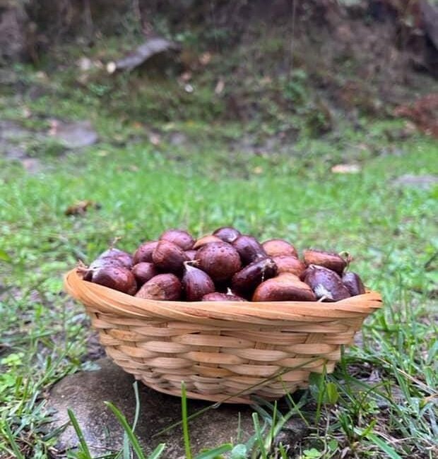 Sinop’un Türkeli ilçesinde, sonbaharın gelmesiyle birlikte kestane sezonu da açıldı.