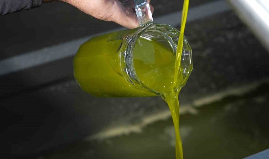 Ayvalık Ticaret Odası Başkanı Ali Uçar, Türkiye genelinde satılan zeytinyağının