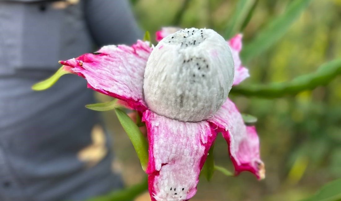 Hatay’da çiftçilik yapan Fehmi Kaba, geçtiğimiz yıl bir dönüm araziye