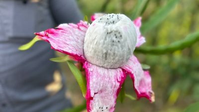 Hatay’da çiftçilik yapan Fehmi Kaba, geçtiğimiz yıl bir dönüm araziye