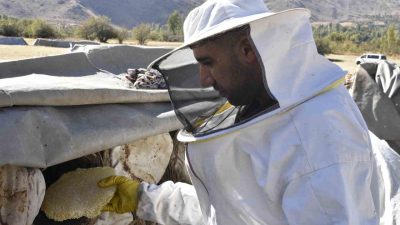 Bitlis’in yüksek rakımlı yaylalarında üretilen ve uluslararası yarışmalarda defalarca “dünya